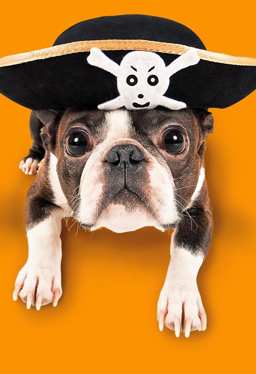 [Image: awesome-pirate-dog-halloween-card-root-3...g?sfrm=jpg]