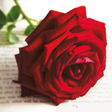 Red Rose Elegance Blank Card