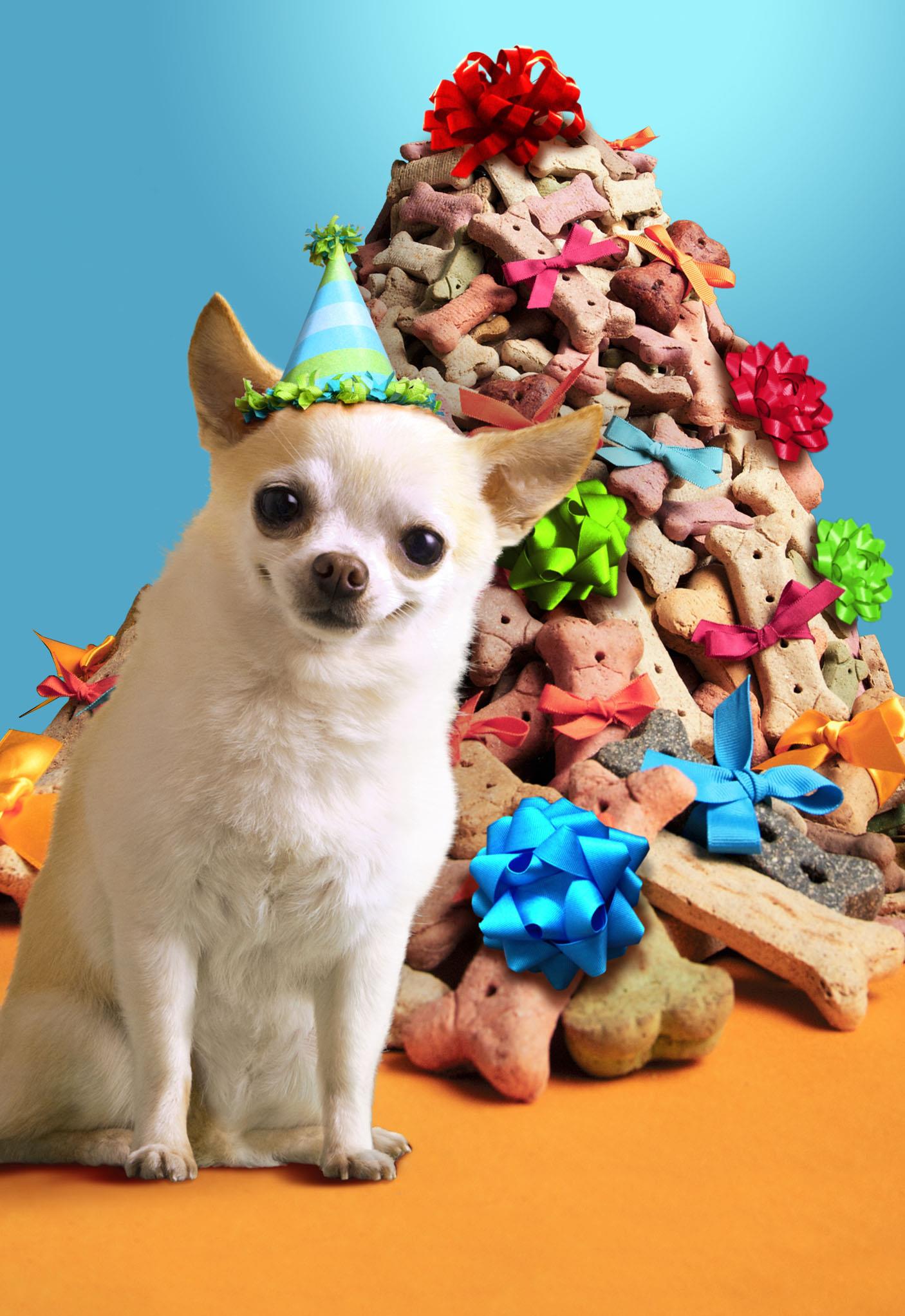 best bones for chihuahuas