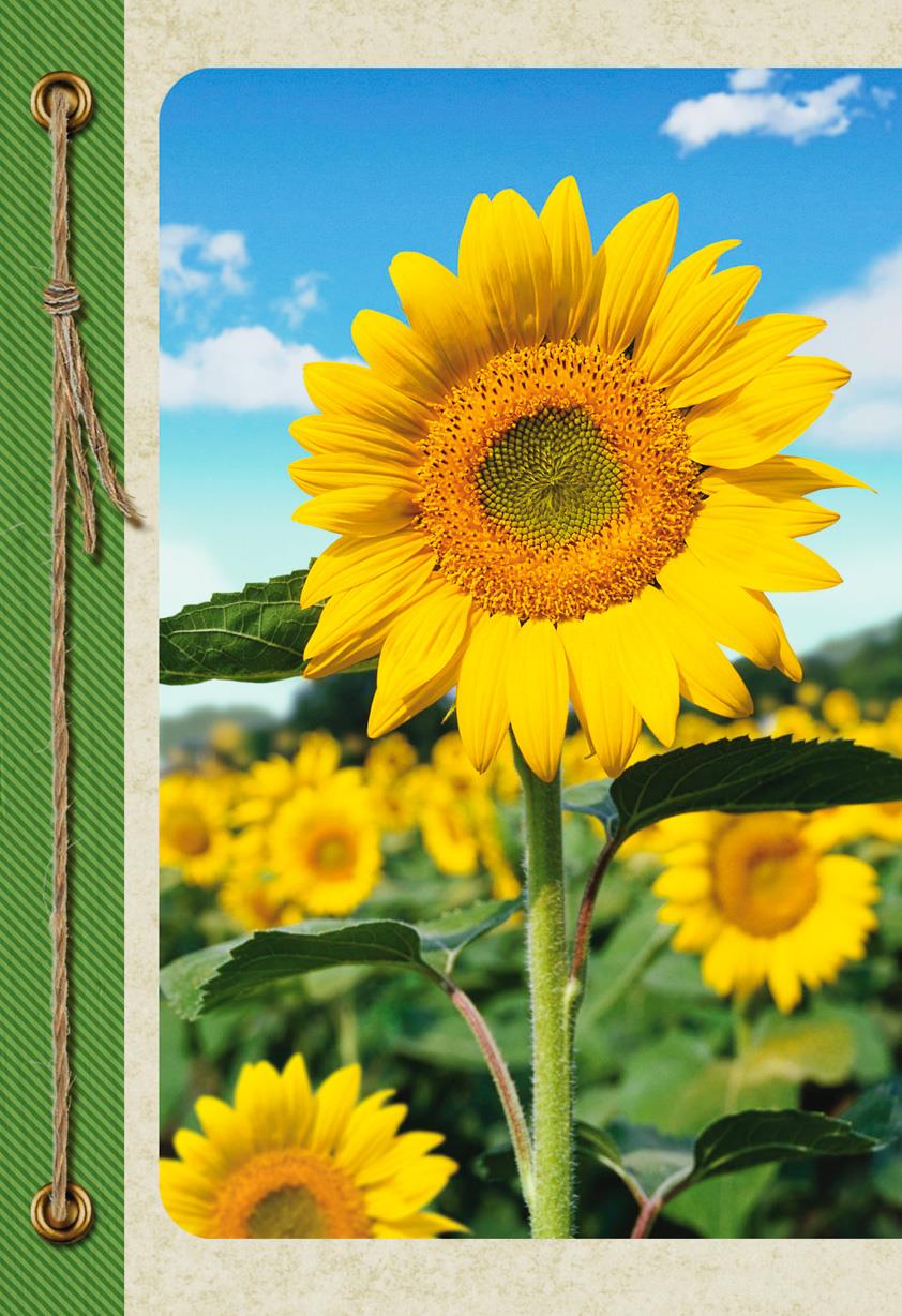 sunflowers blank thinking of you card greeting cards retirement gift cards