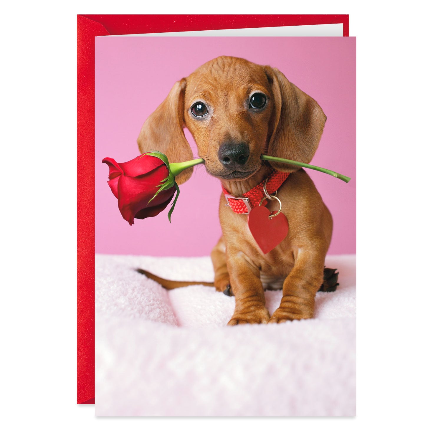 funny dog valentines