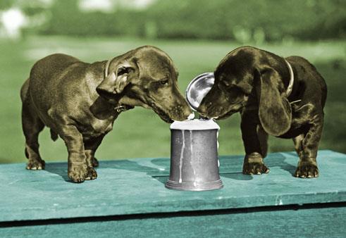 beer dachshunds funny anniversary card greeting cards beer dachshunds funny anniversary card greeting cards