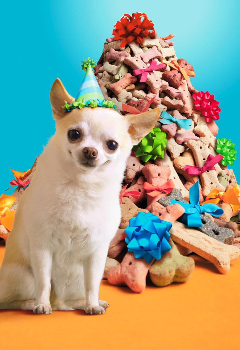 Chihuahua in Party Hat With Dog Bones Funny Birthday Card