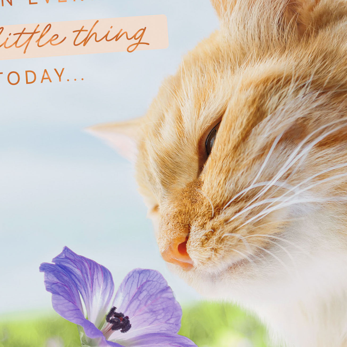 Tabby Cat Smelling Purple Flower Love Card Card Front Detail image number 4