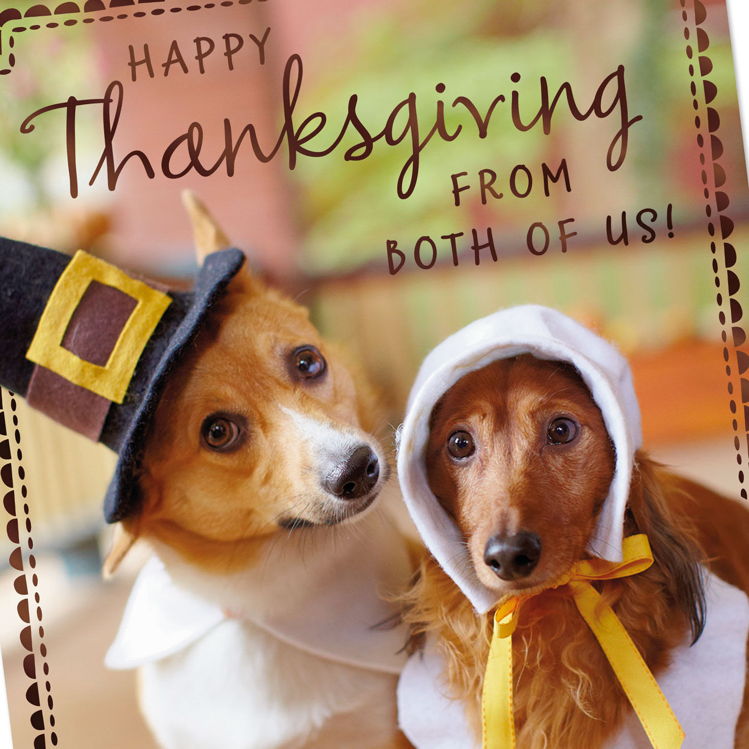 Dogs in Pilgrim Outfits Thanksgiving Card From Both for only USD 2.00 | Hallmark