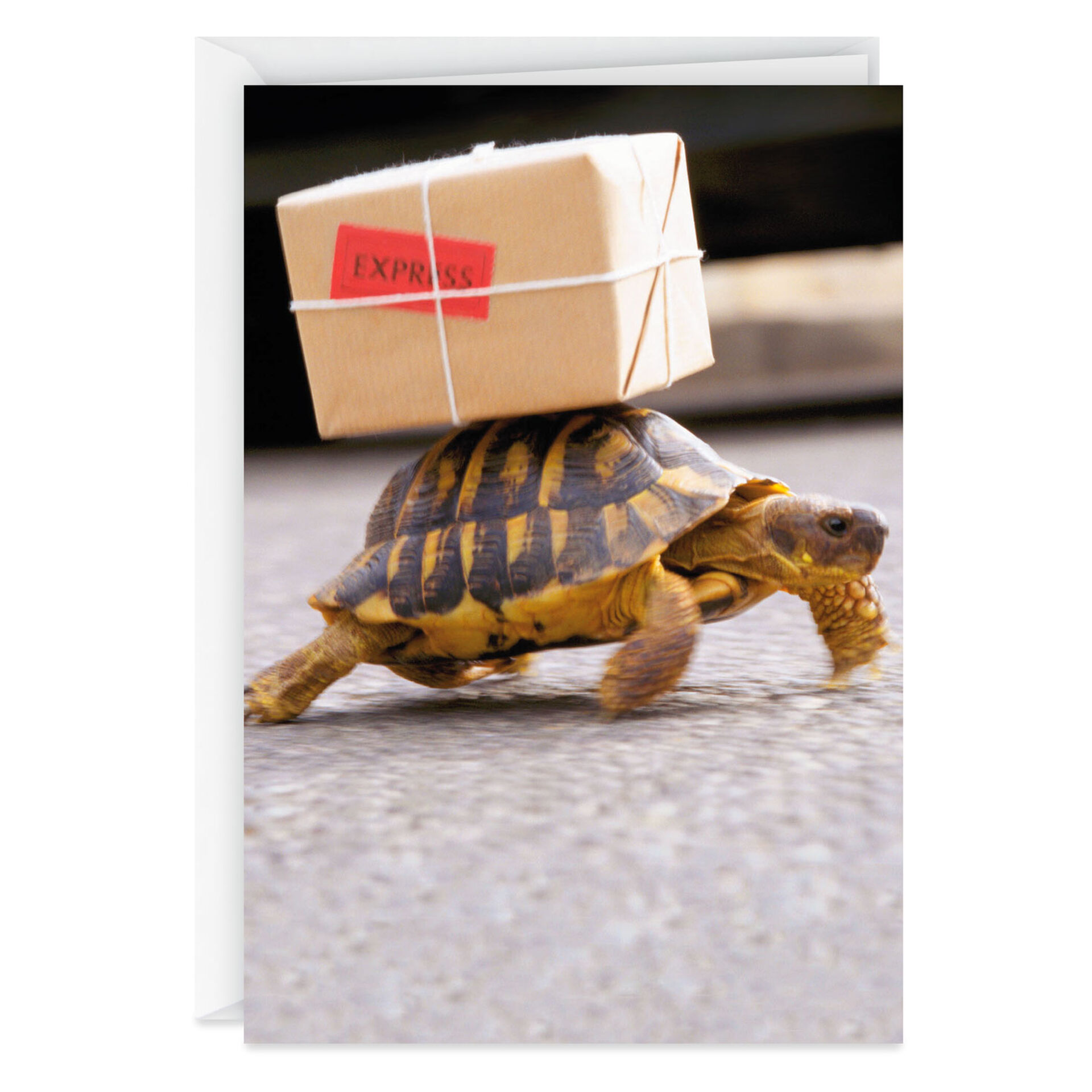 Turtle Carrying a Package Funny Belated Birthday Card - Greeting Cards