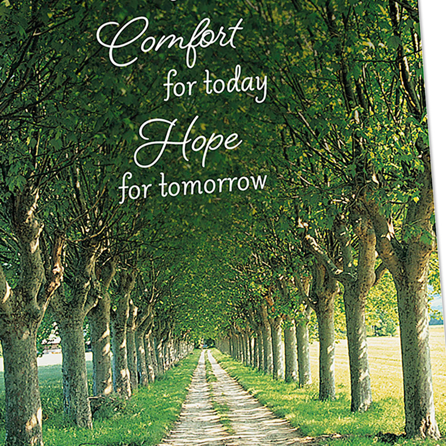 Comfort DaySpring Sympathy Cards Assortment Cover Detail image number 5