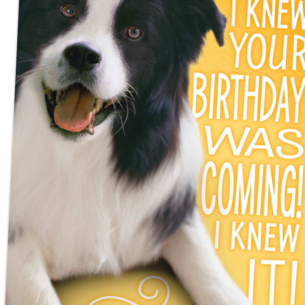 Border Collie Belated Musical Birthday Card Greeting Cards Hallmark
