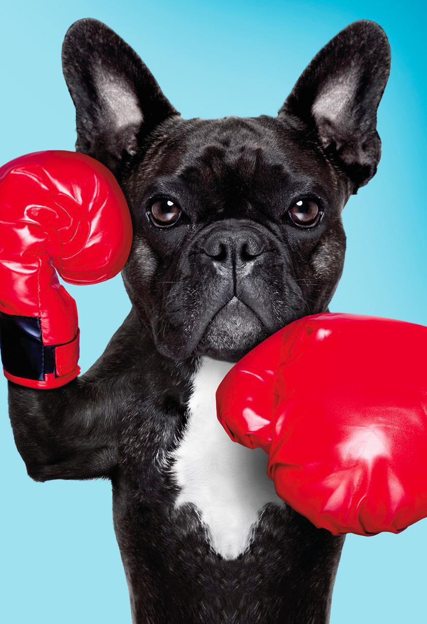 Prize Fighter Puppy Just Because Card