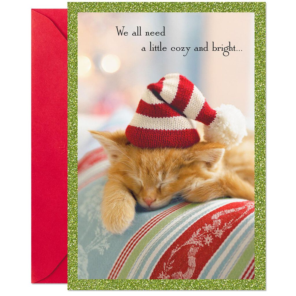 cozy and bright kitten