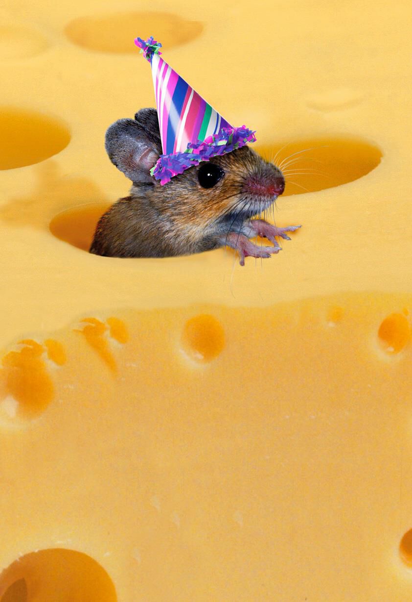 One of the Gouda Ones Funny Birthday Card