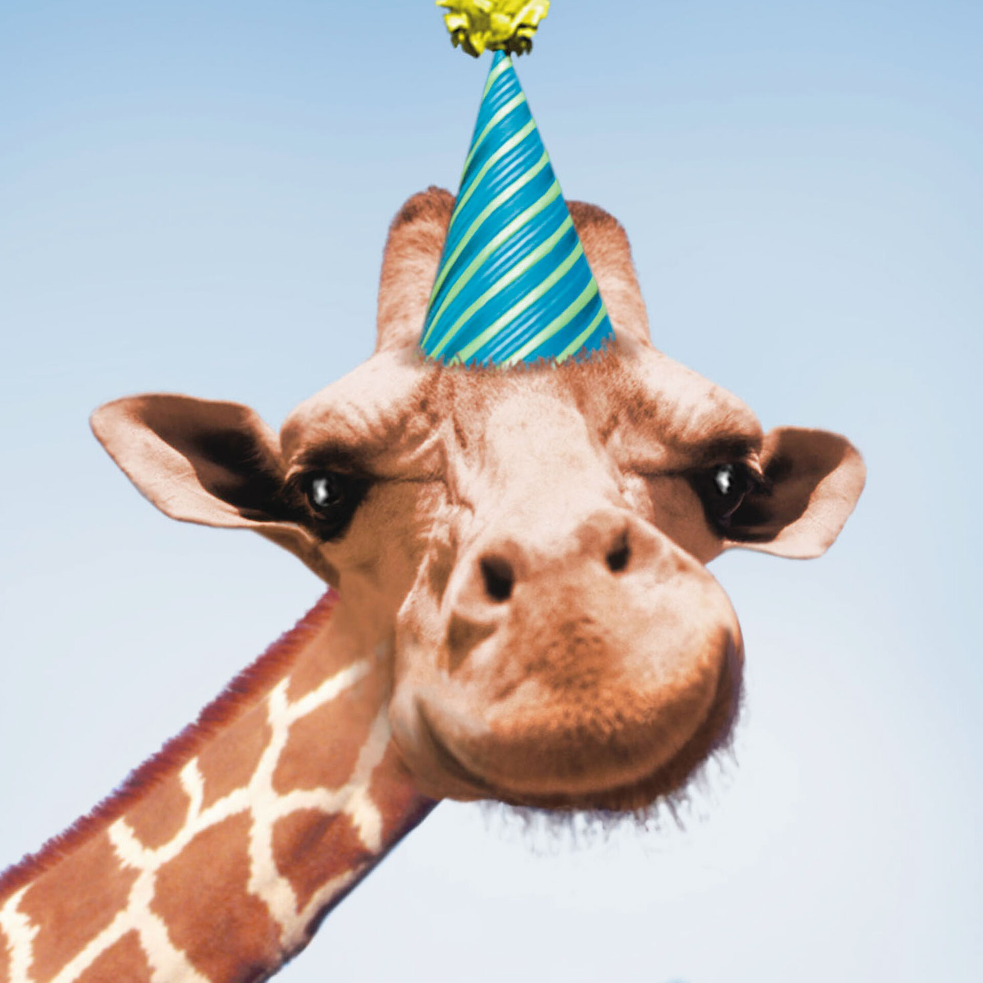 Betting Giraffe Funny Birthday Card Greeting Cards Hallmark