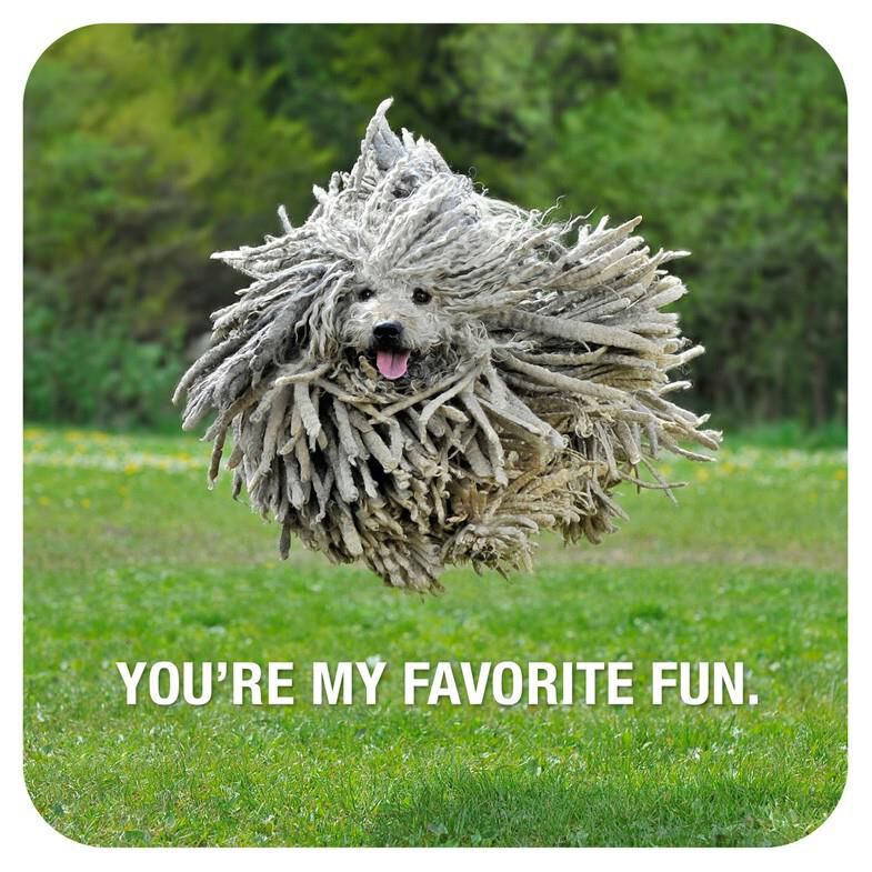Jumping Hairy Dog Birthday Card