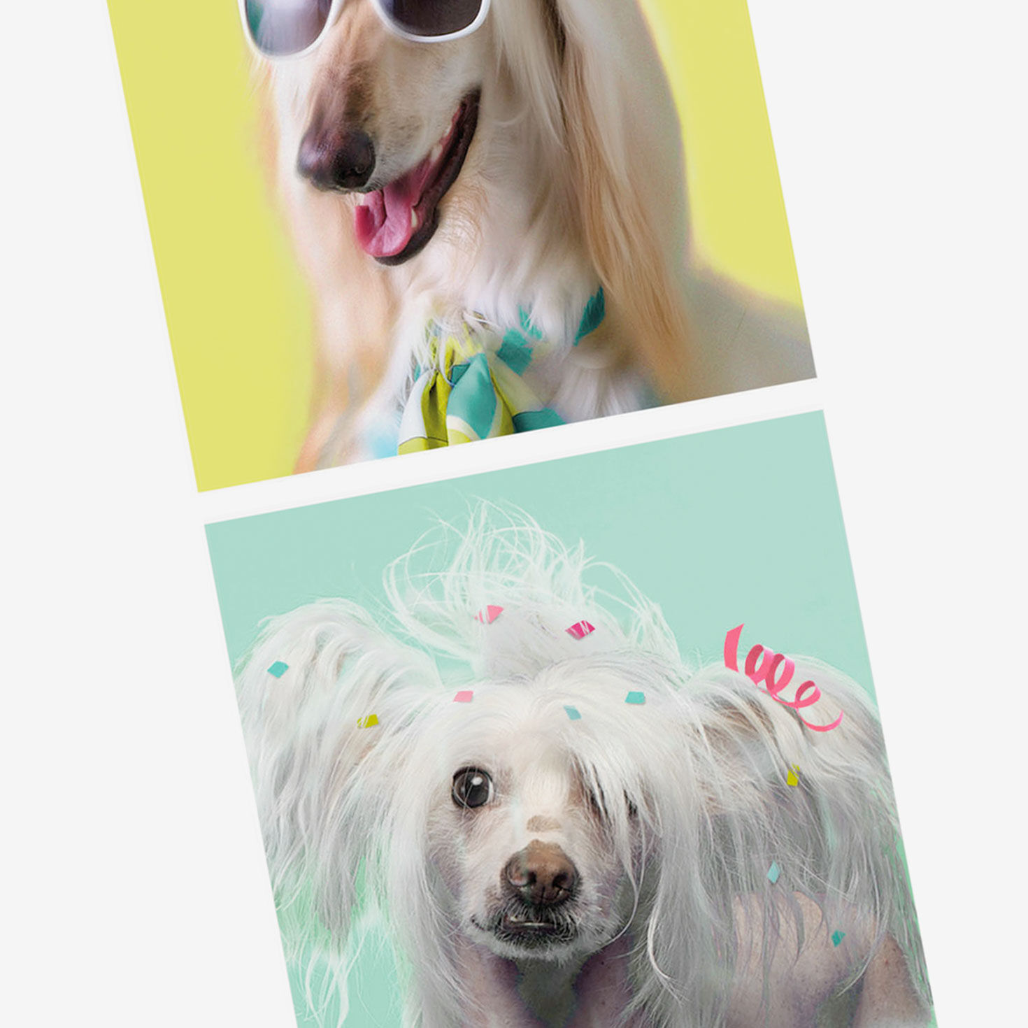 Before and After Party Dog Funny Birthday Card Card Front Detail image number 4