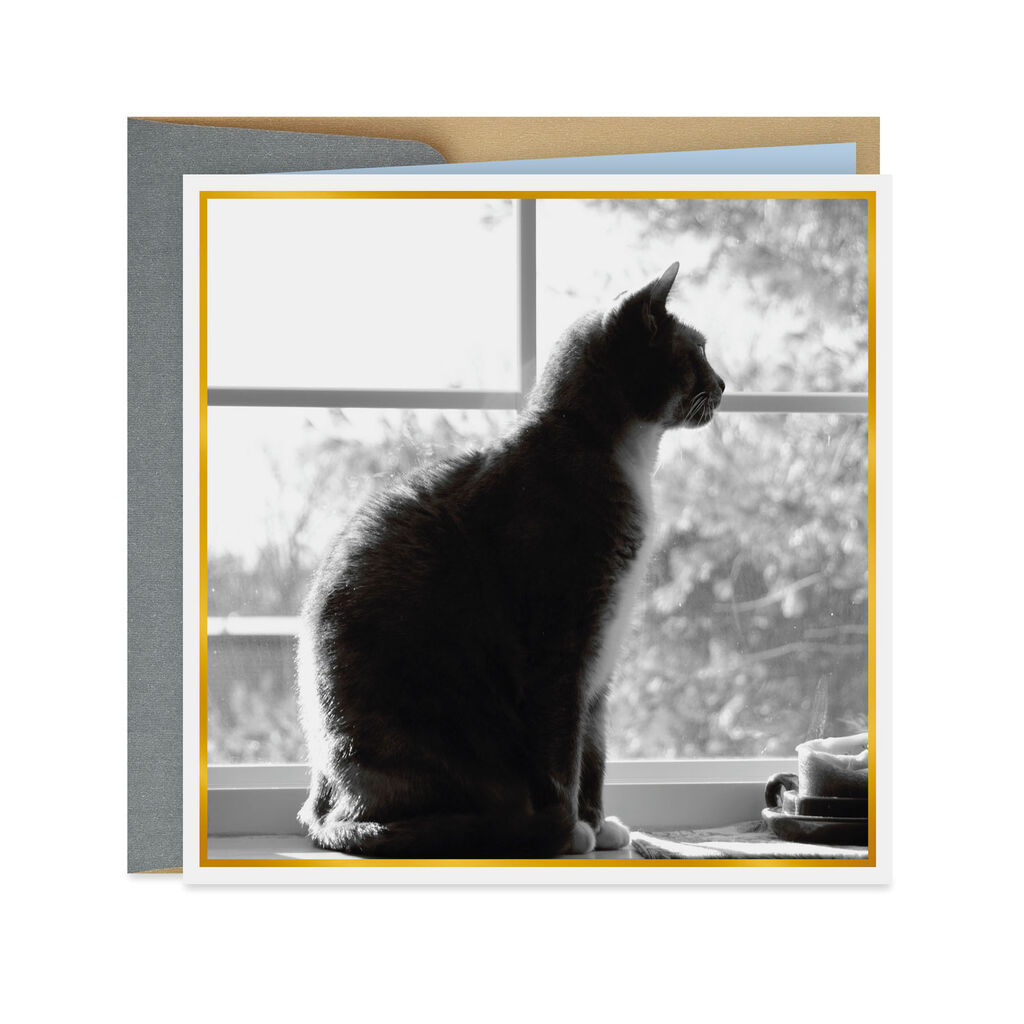 Cat At The Window Blank Card Greeting Cards Hallmark