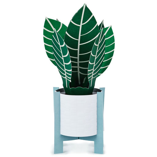 Zebra Plant Own Your Stripes 3D Pop-Up Thinking of You Card, 