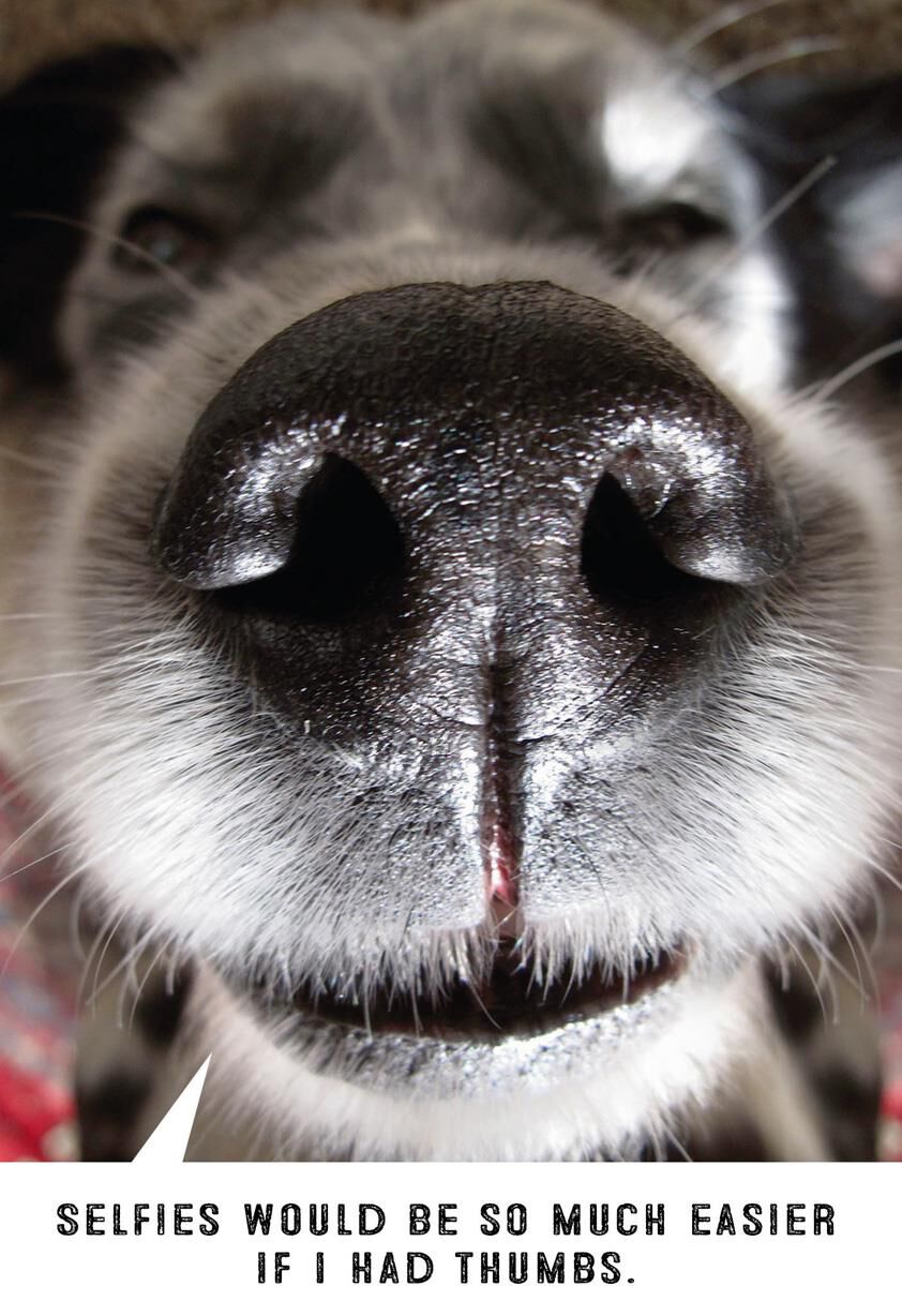 Dog Selfie Funny Birthday Card