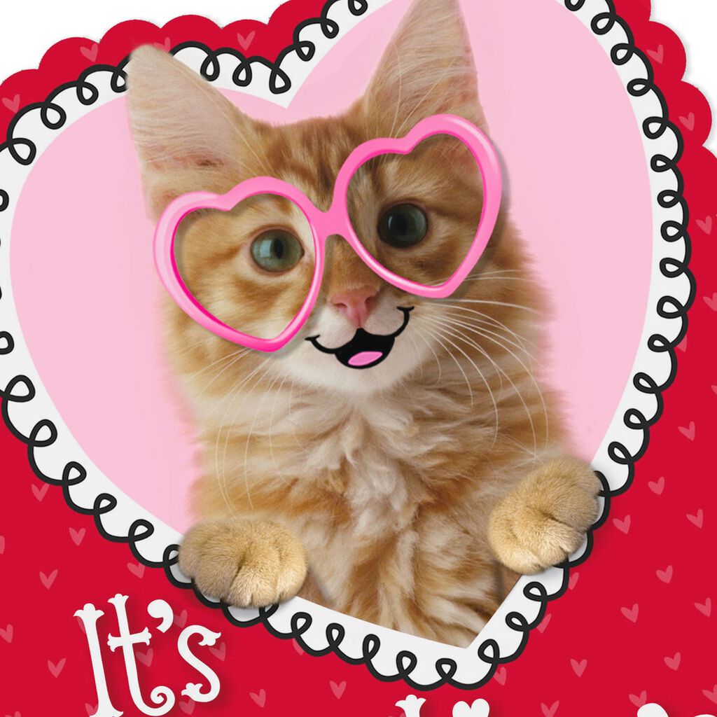Love Fur Ever Cat Valentine S Day Cards Pack Of 10 Boxed Cards