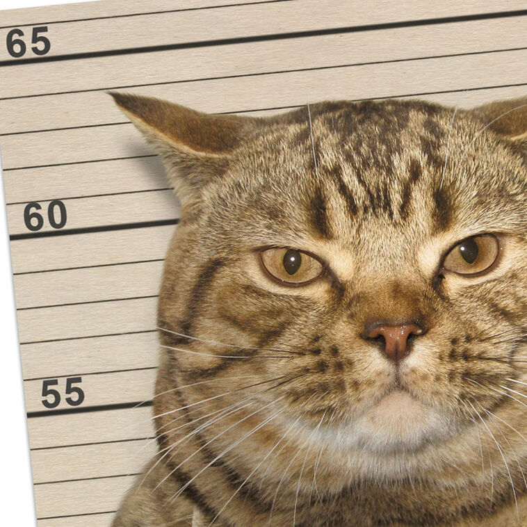 People-Hating Cat Mugshot Funny Friendship Card Card Front Detail image number 4