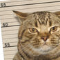 People-Hating Cat Mugshot Funny Friendship Card Card Front Detail image number 4