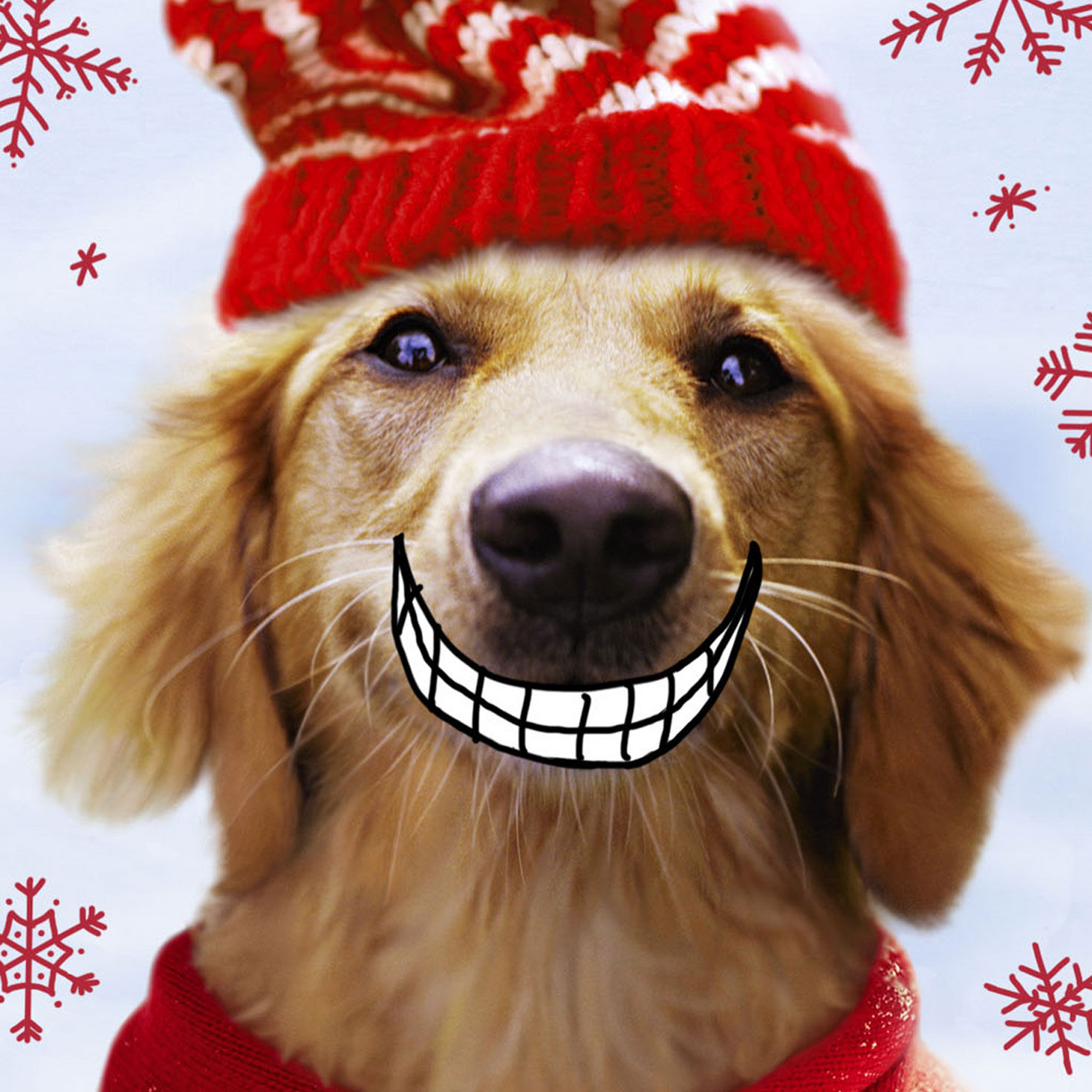 Dog Smiling Funny Christmas Card from Loved One Card Front Detail image number 4