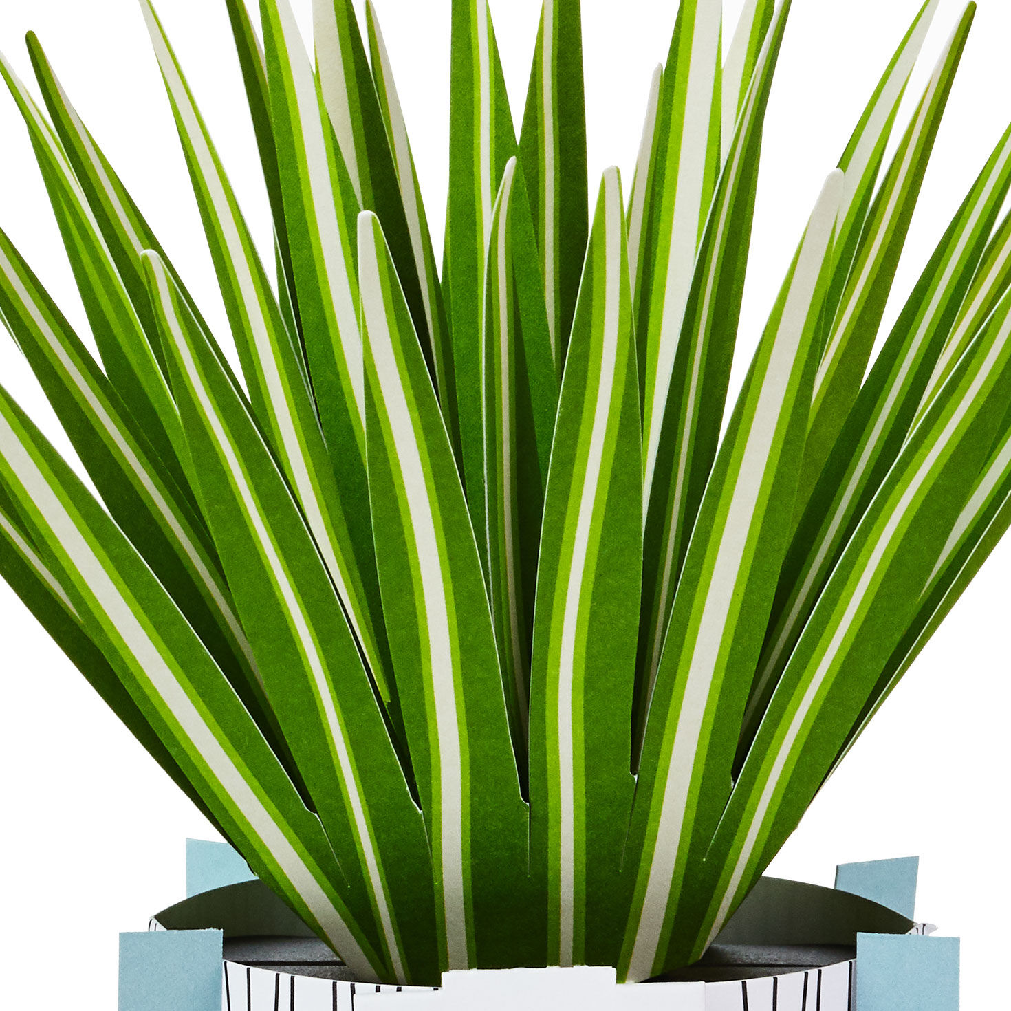 Spider Plant Keep Growing 3D Pop-Up Hello Card for only USD 7.99 | Hallmark