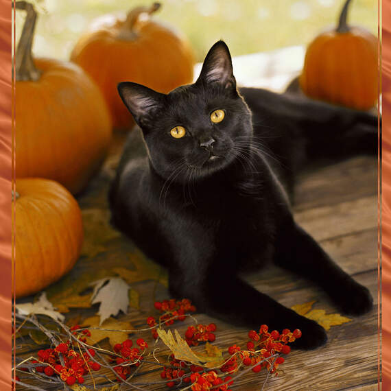Nine Lives' Worth of Happy Things Halloween Card, , large image number 4