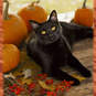 Nine Lives' Worth of Happy Things Halloween Card, , large image number 4