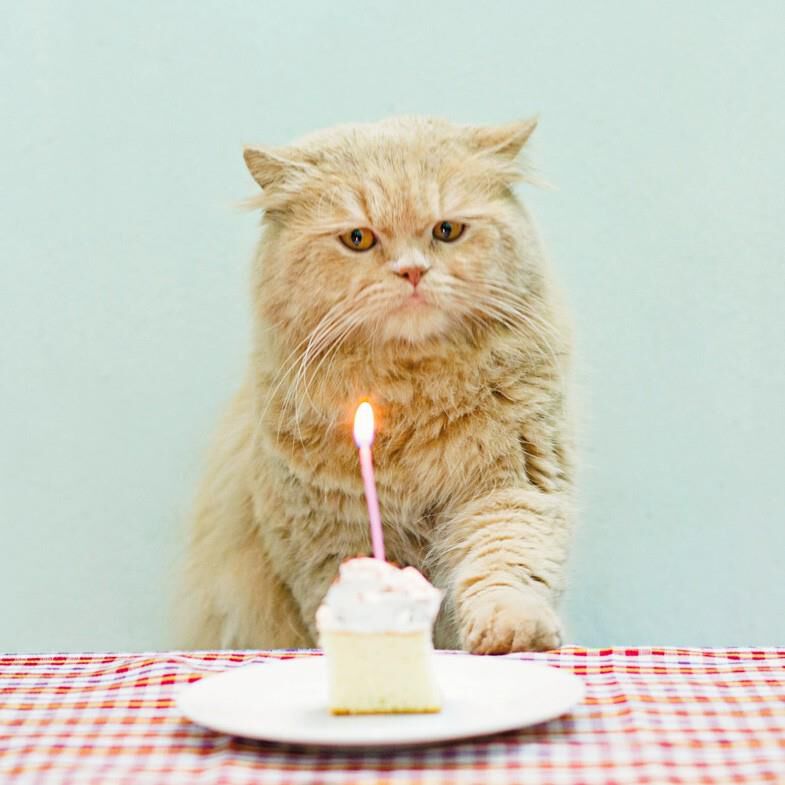Grumpy Cat Birthday Card