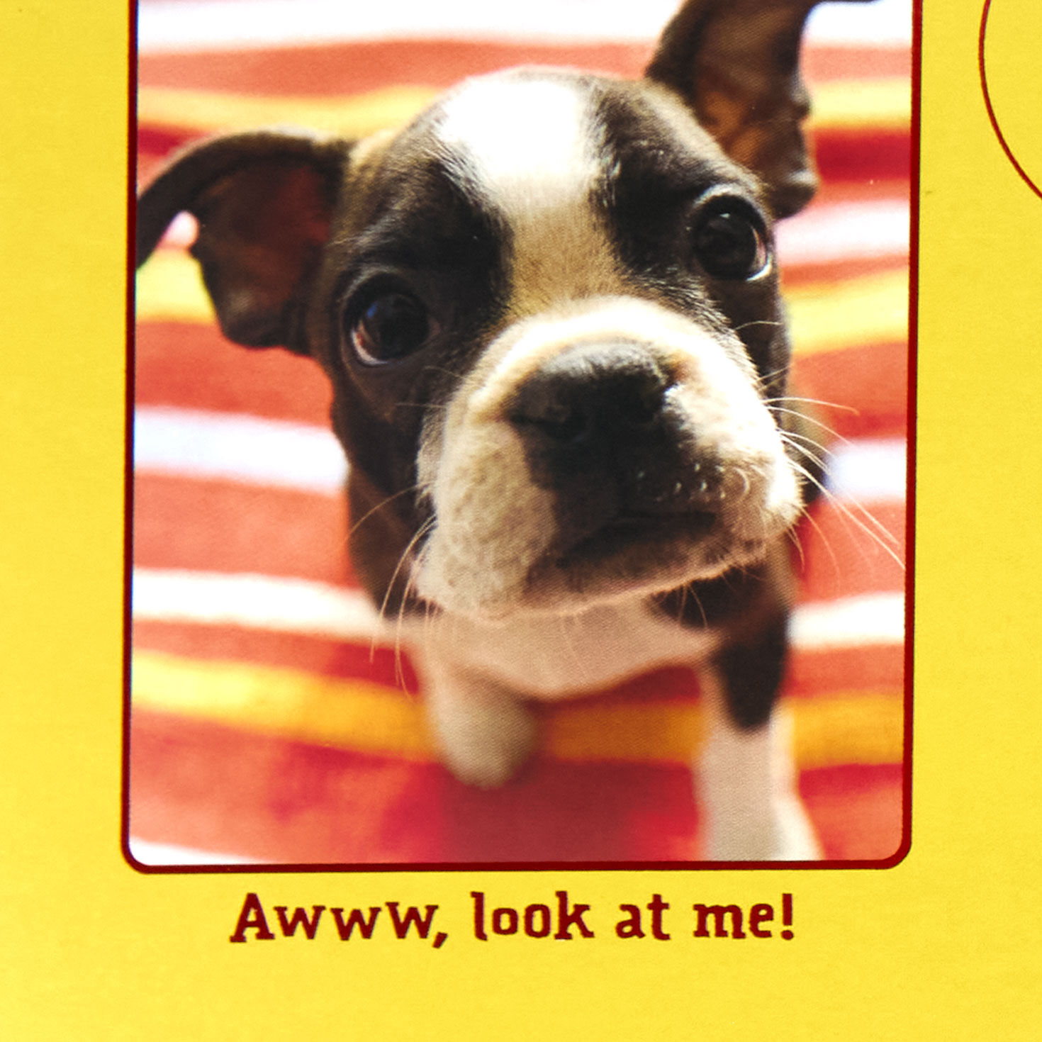 Cute Dog Photos Birthday Card Sentiment image number 2