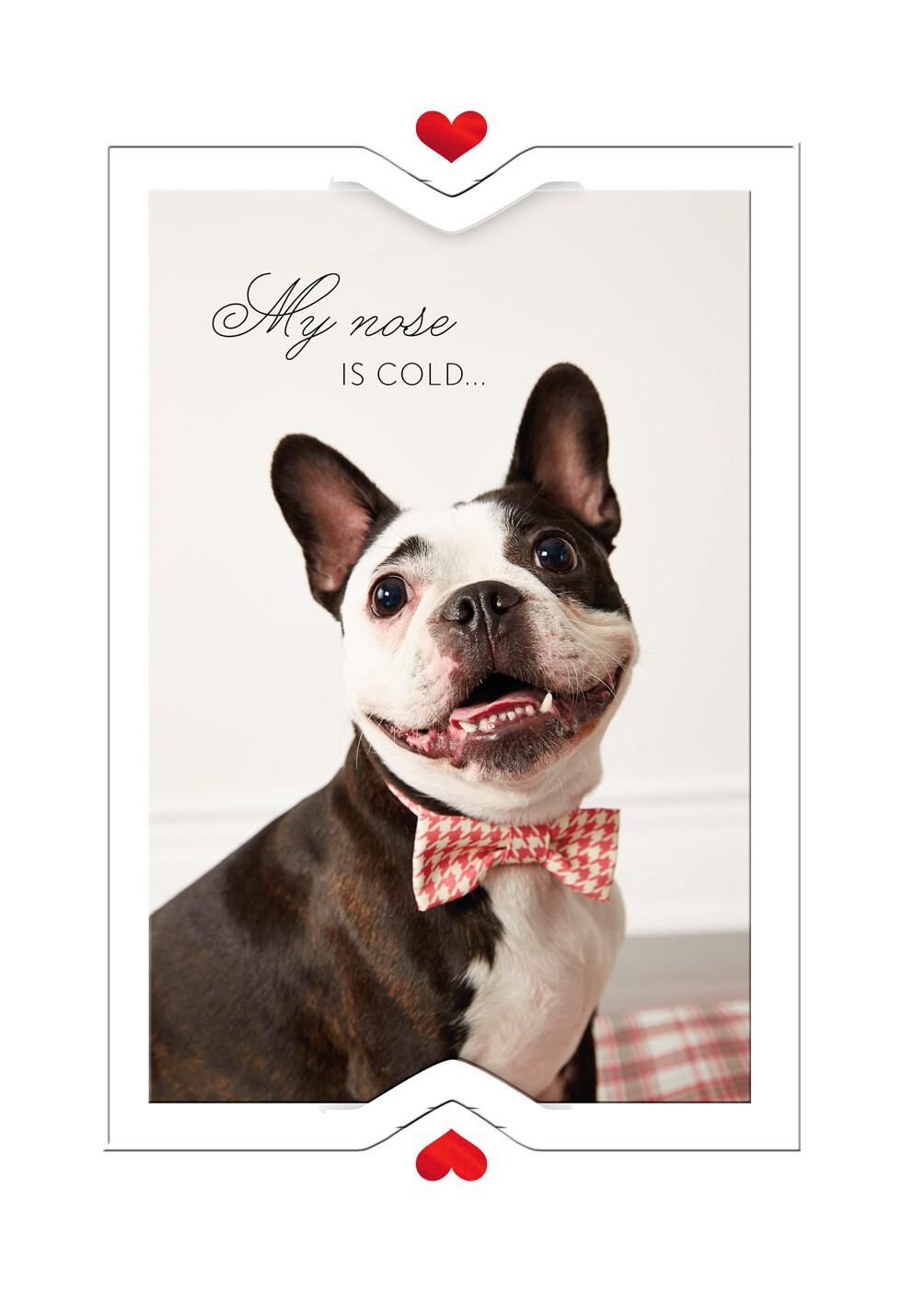 Bow Tie Doggie Valentine's Day Card for Anyone