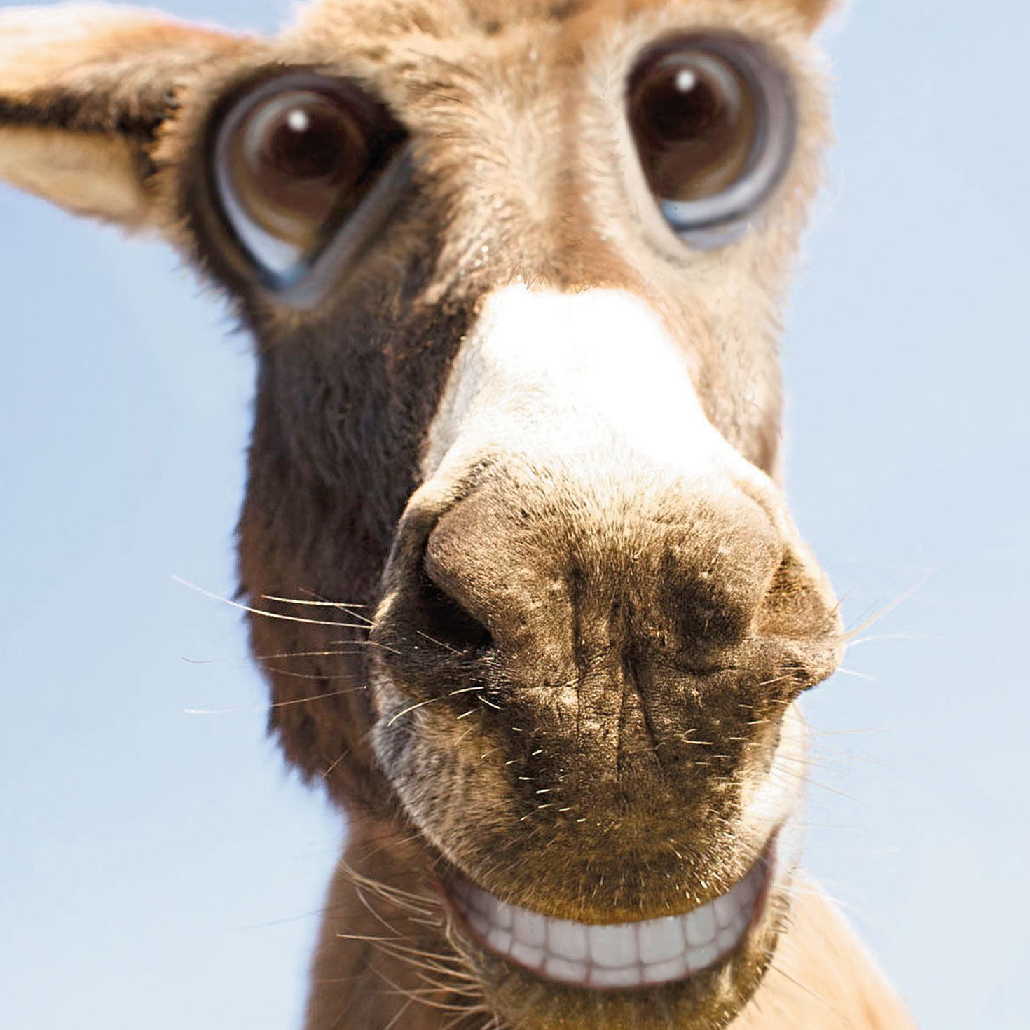 Donkey Make Your Ass Happy Funny Birthday Card Card Front Detail image number 4