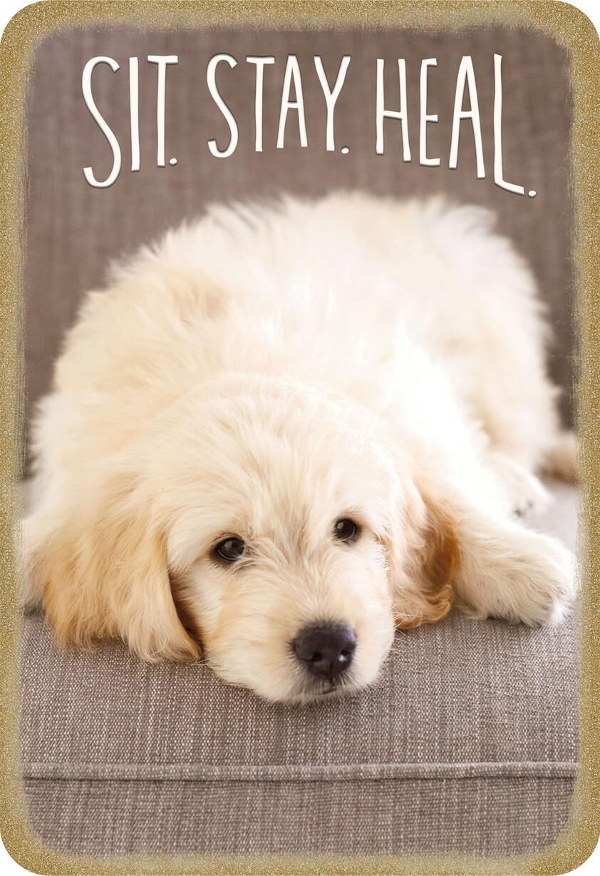 Sit, Stay, Heal Puppy Dog Speedy Recovery Card