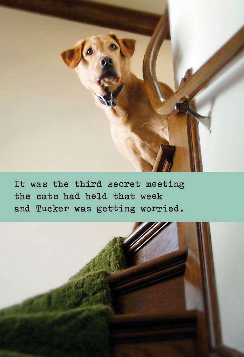 Secret Cat Meeting Funny Birthday Card
