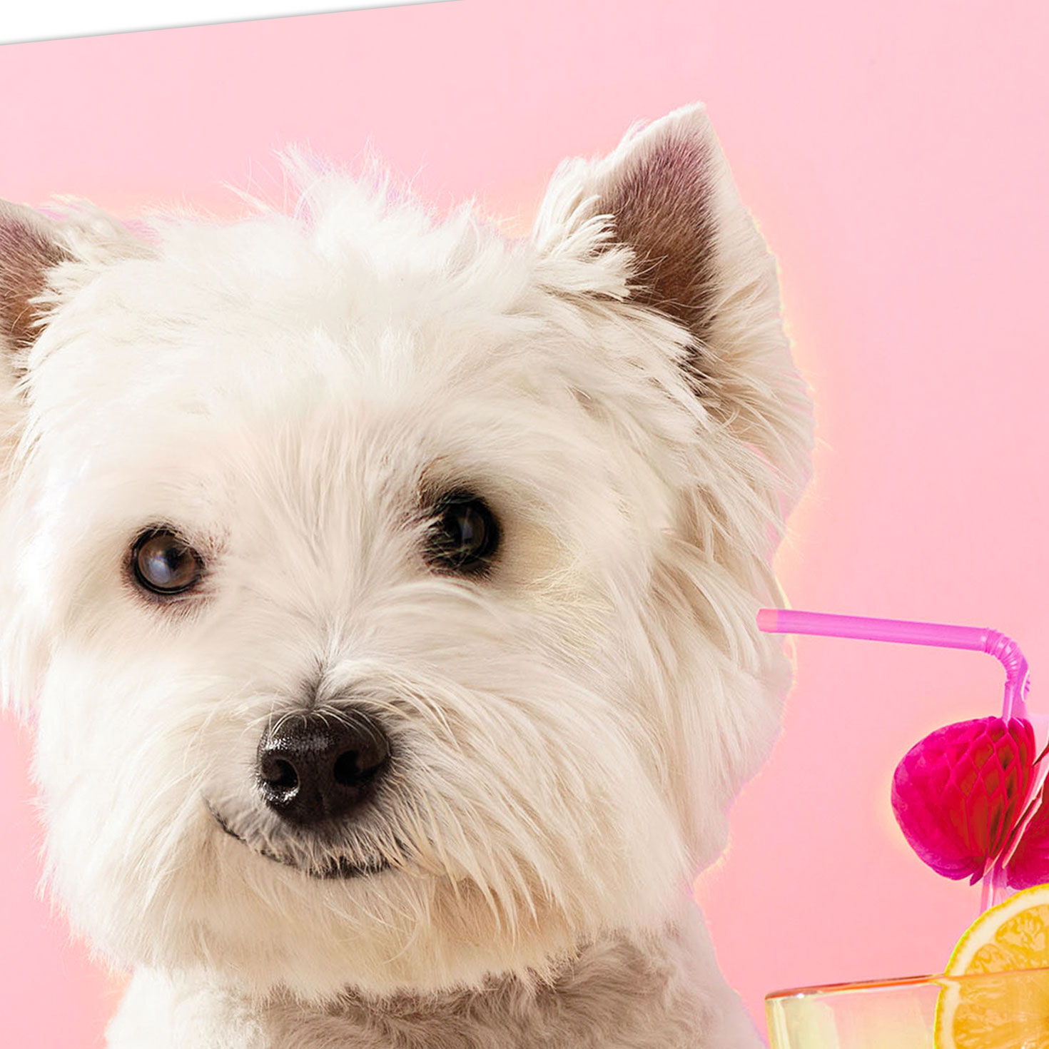 White Dog With Cocktail Funny Mother's Day Card Card Front Detail image number 4