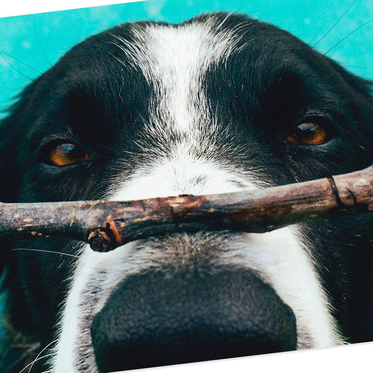 Hope Nobody Else Got You a Stick Funny Birthday Card - Greeting Cards