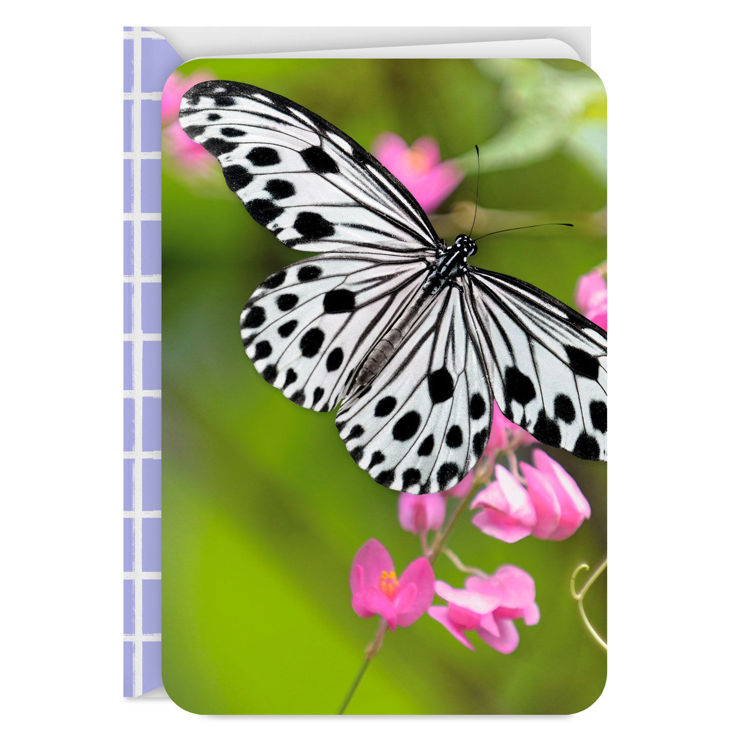 Black-and-White Butterfly and Pink Flowers Blank Card for only USD 2.99 | Hallmark