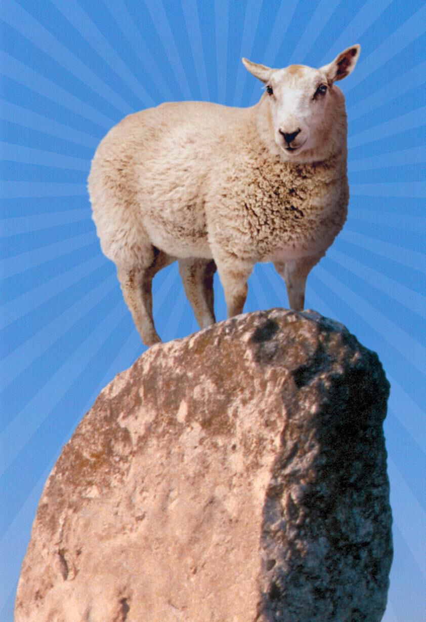 You Rock! Sheep on Boulder Thank You Card