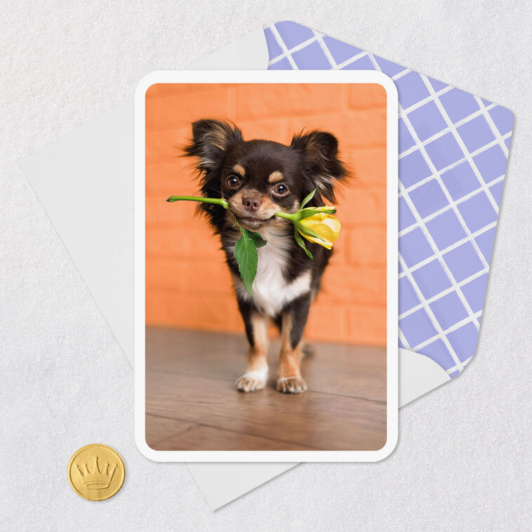 Chihuahua Dog With Flower Blank Card Card Front with Envelope and Gold Seal image number 4