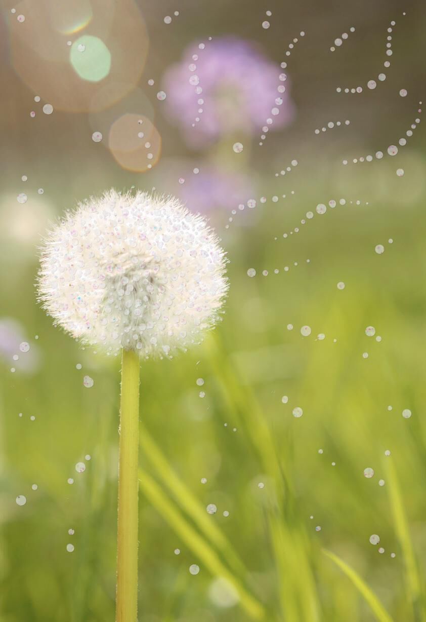 Summer Dandelion Bloom Blank Card