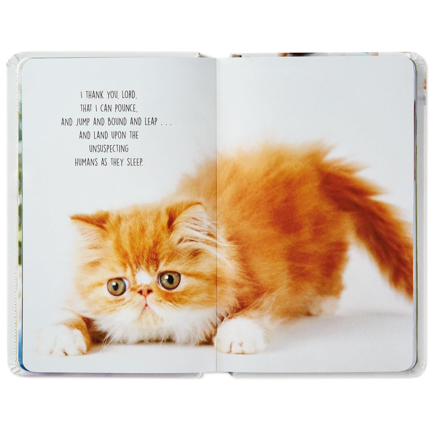 Pet Prayers: Funny Pleas and Praise From Our Animal Friends Book for only USD 14.99 | Hallmark
