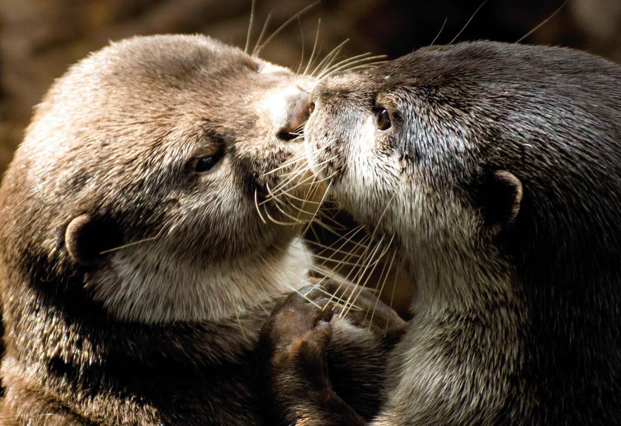to-my-significant-otter-anniversary-card-greeting-cards-hallmark