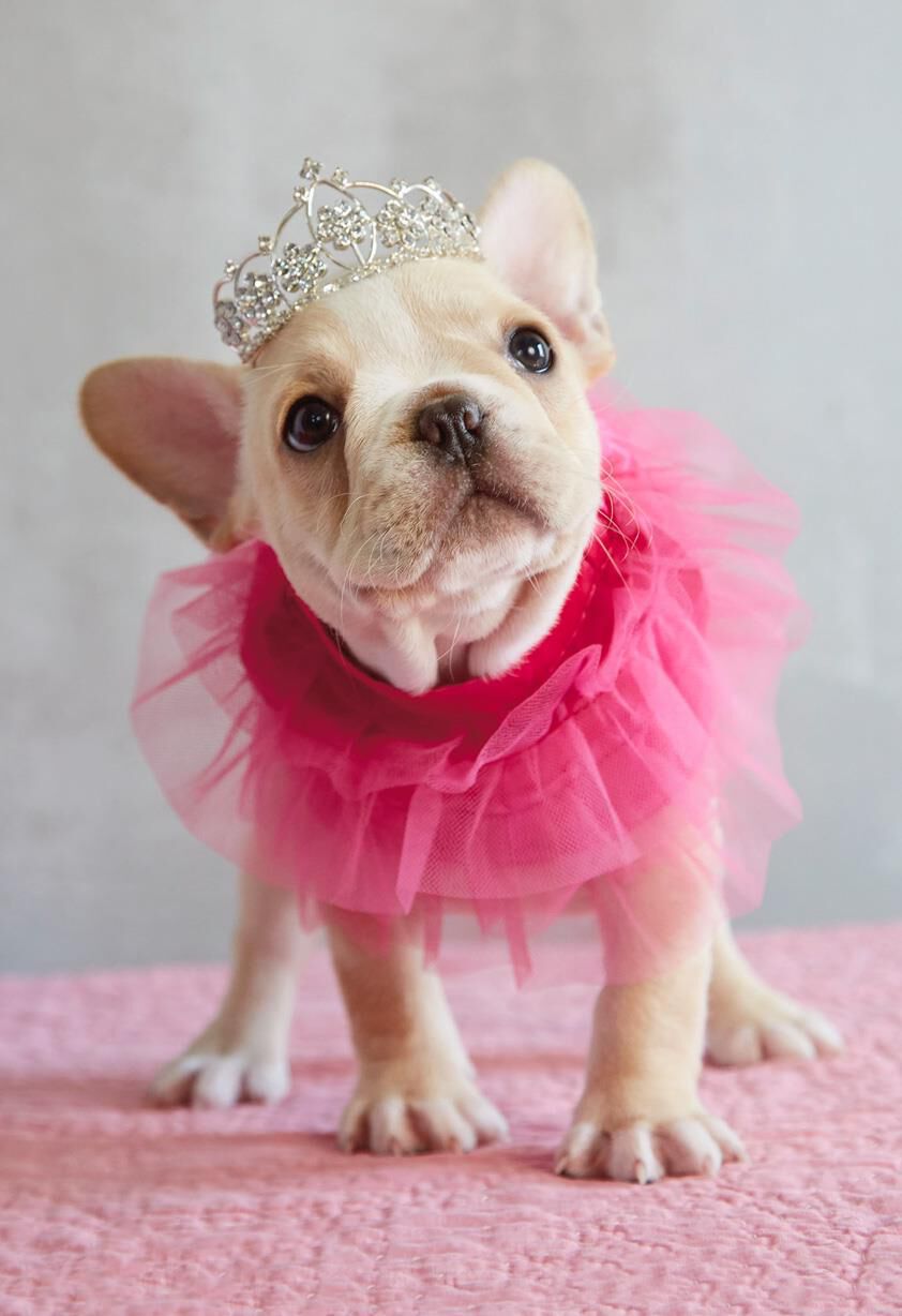 Fancy Dog in a Tutu Birthday Card