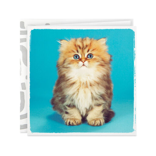 Cute Kitten Photo Birthday Card, 