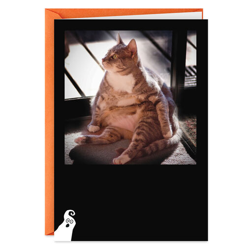 Funny Birthday Cards Shoebox Cards Hallmark