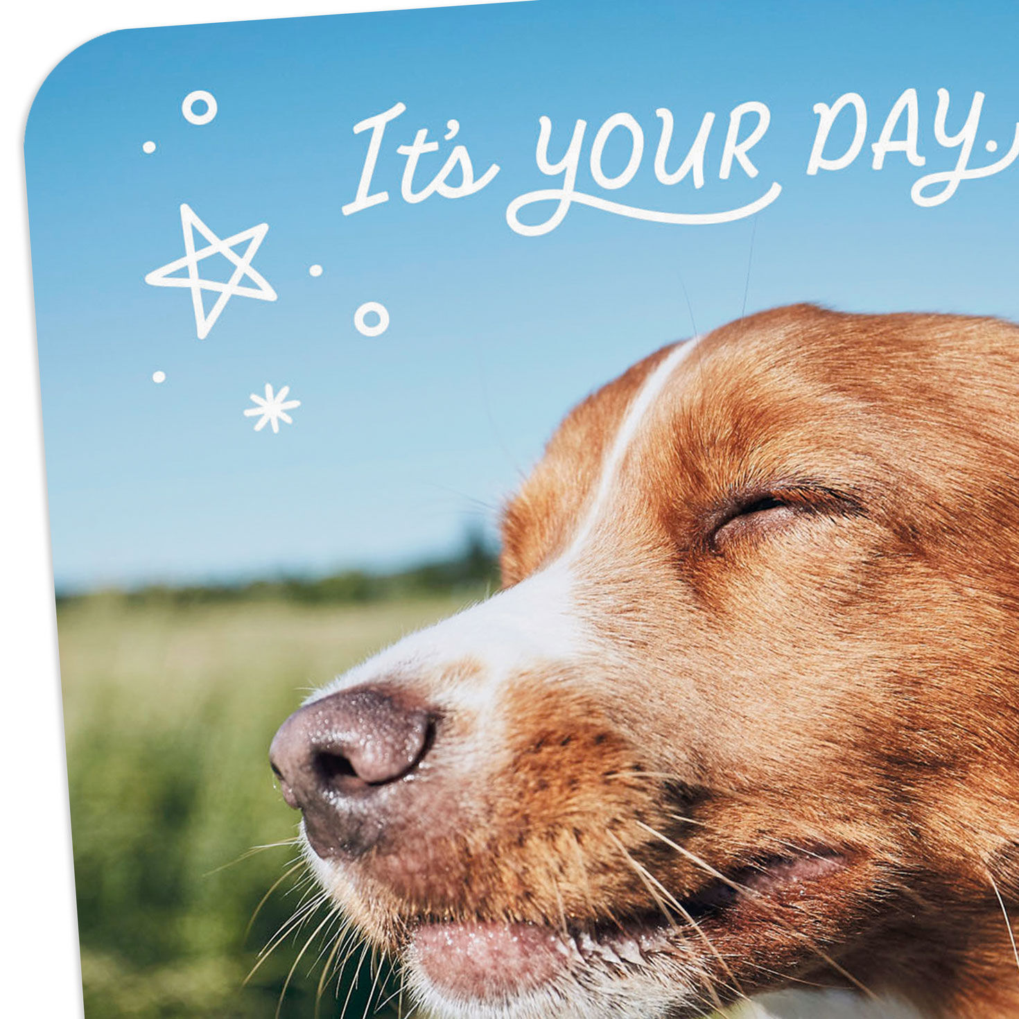 Dog With Head Out Car Window It's Your Day Card Card Front Detail image number 4