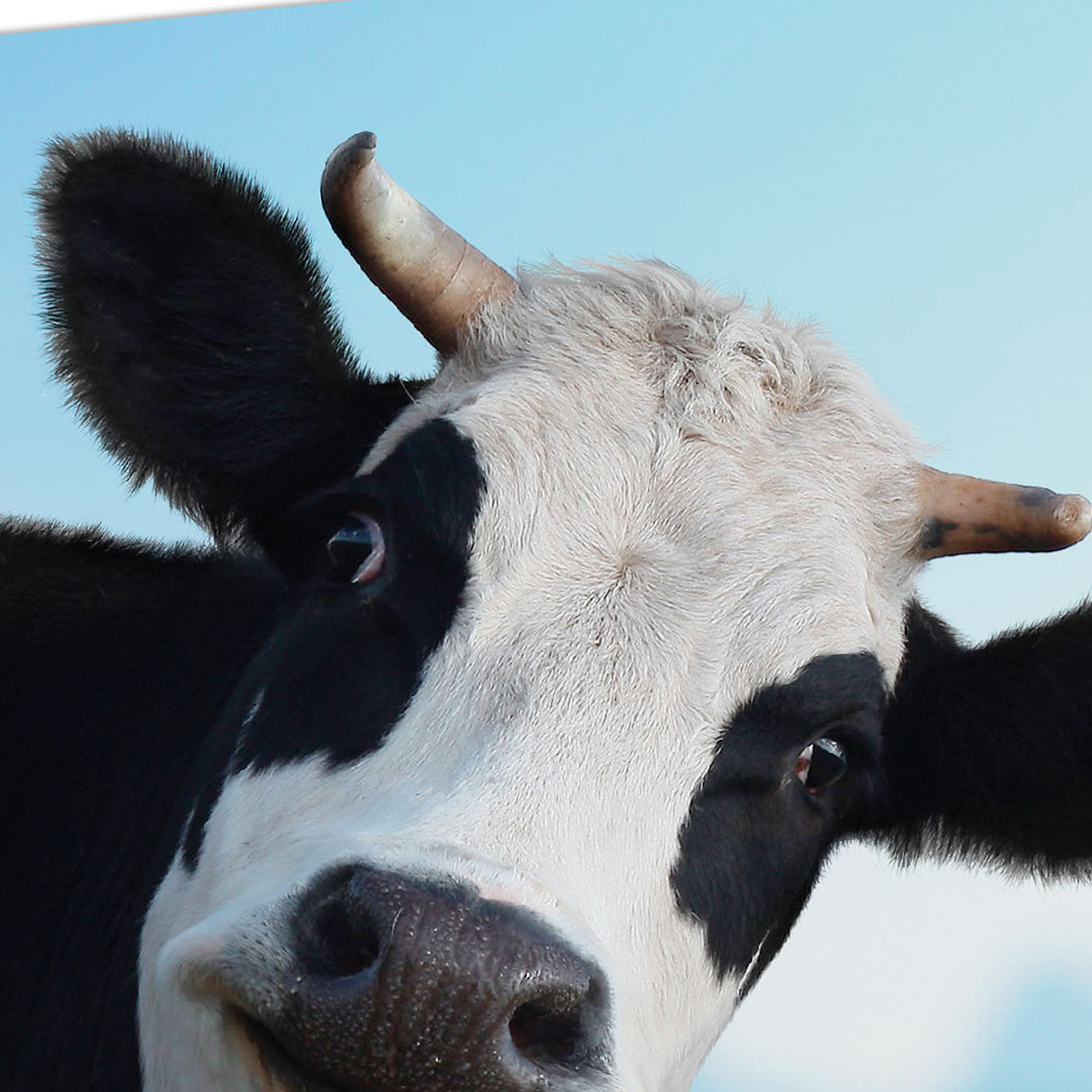 Holstein Cow Peeking In Funny Thank You Card Card Front Detail image number 4