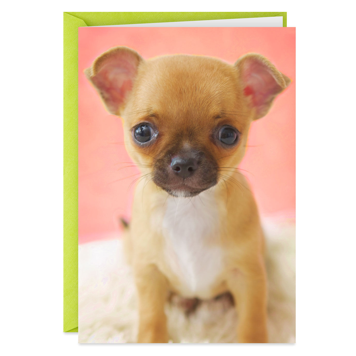 Cute Puppy Got Your Attention Funny Thank You Card Greeting Cards Hallmark See more ideas about thanks messages, thank you quotes, thank you images. cute puppy got your attention funny thank you card