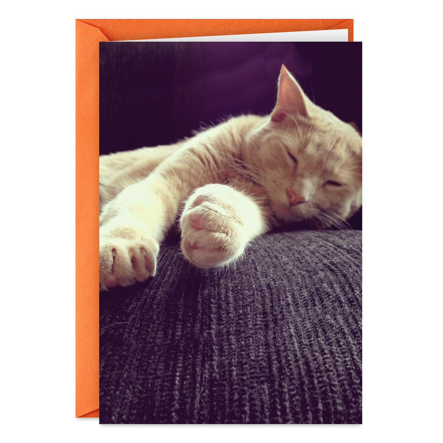 Celebrate Like a Cat Funny Birthday Card