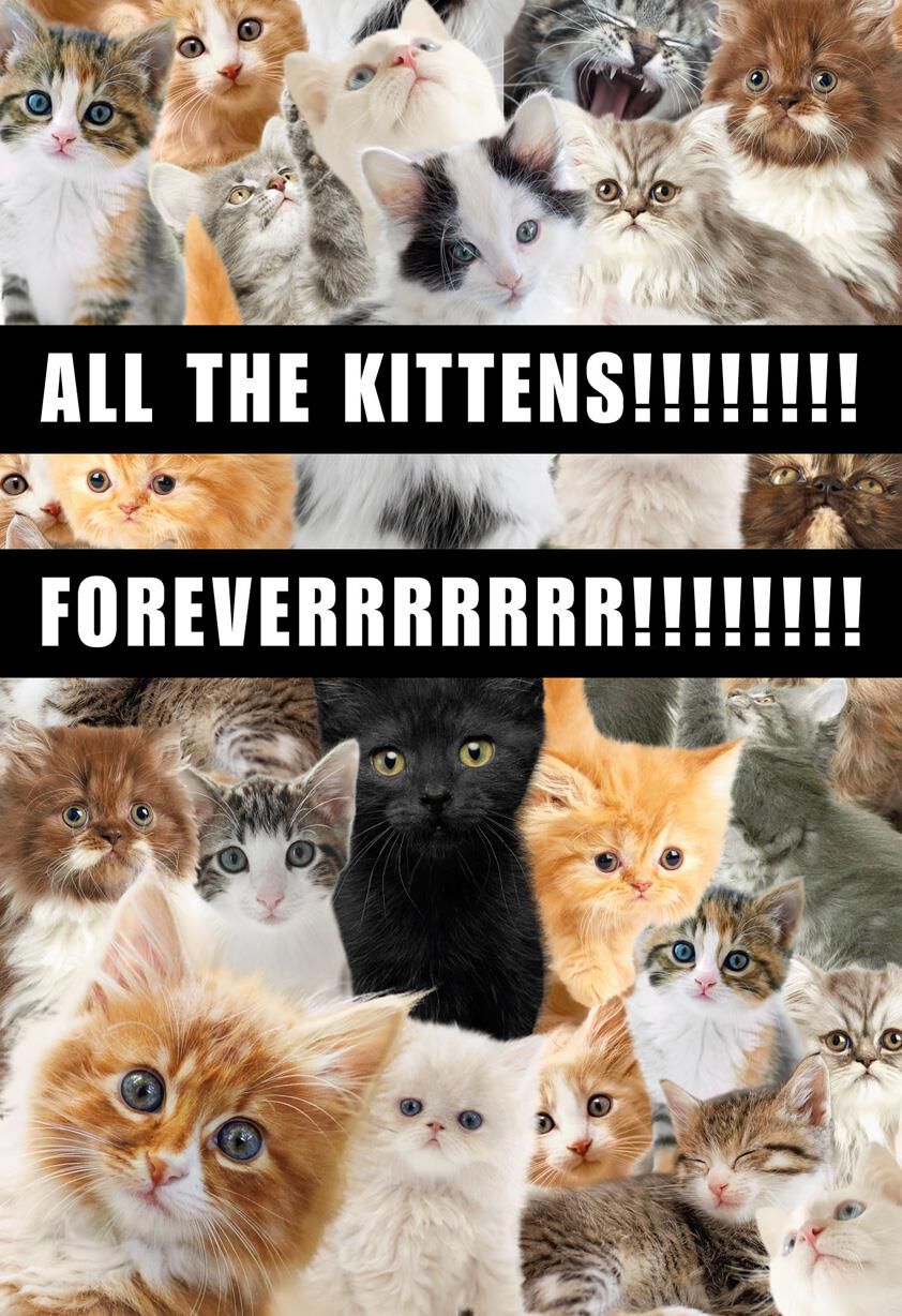 All the Kittens Funny Birthday Card